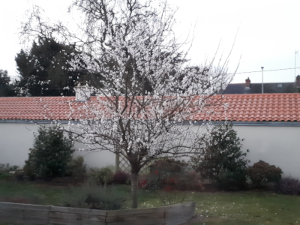 Arbre en fleurs
